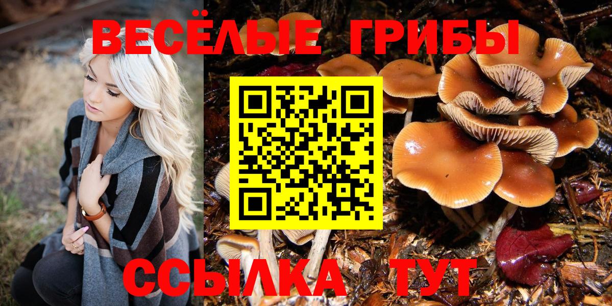 Псилоцибиновые грибы Psilocybine cubensis Гусев